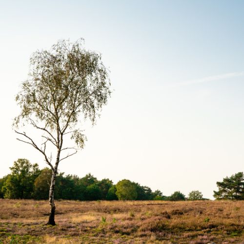 Nunspeet kiest voor innovatiepartnerschap met PinkRoccade